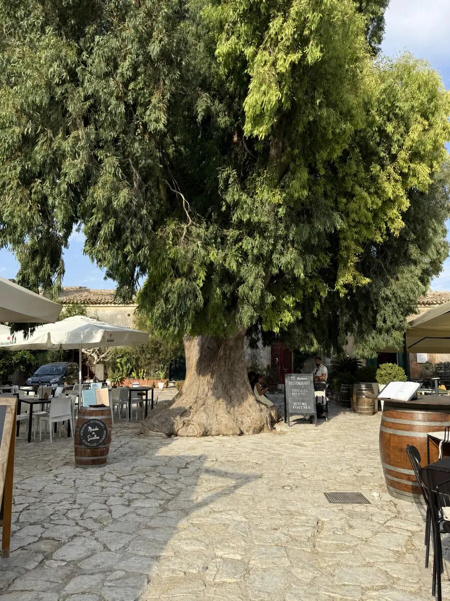 Der alte Baum im Borgo di Scopello